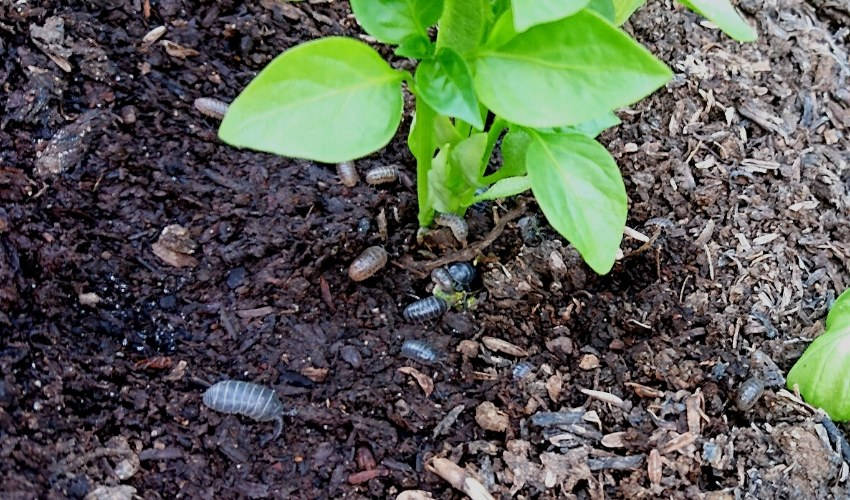 Slaters around seedlings